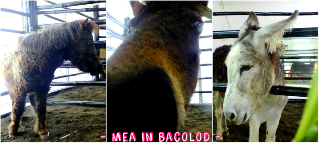 The miniature horse is kissing my camera