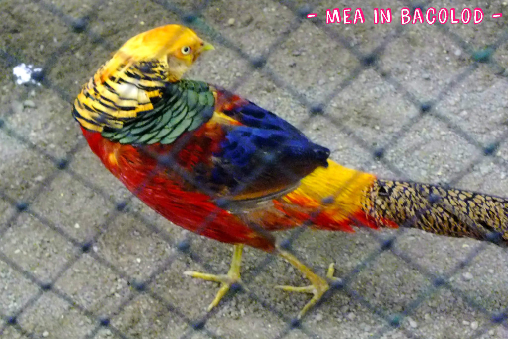 A colorful chicken