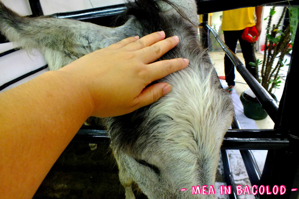 I'm petting the donkey's head