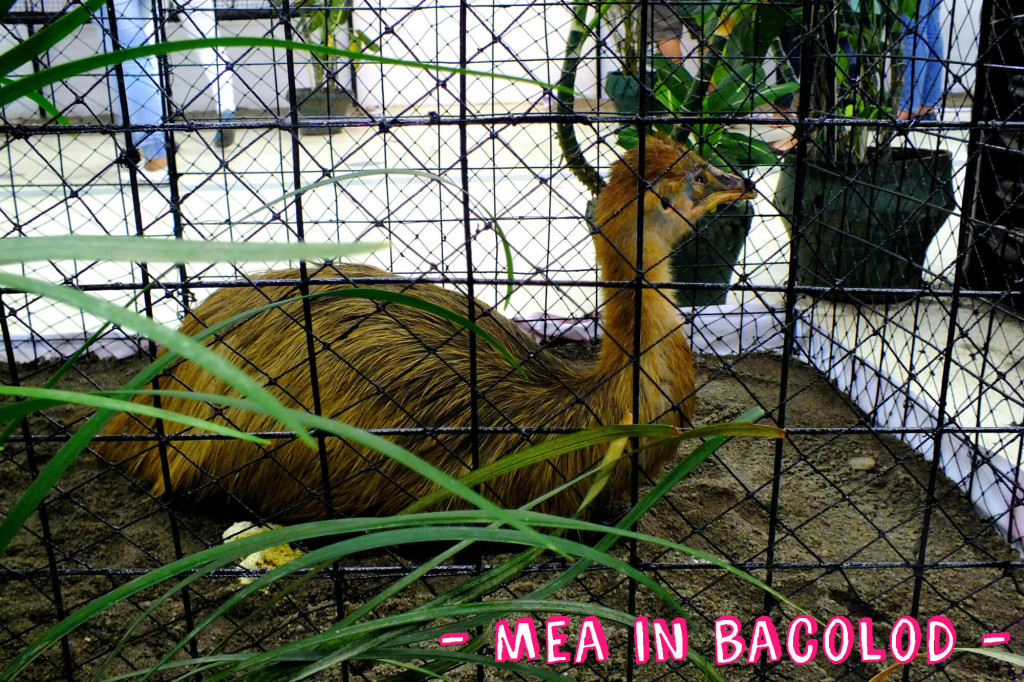 Zoofari 2016 - Mea in Bacolod 4
