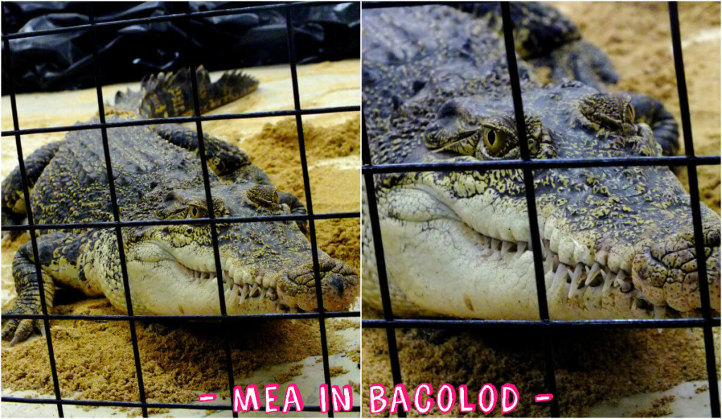 A philipppine crocodile. It's also called Mindoro Crocodile