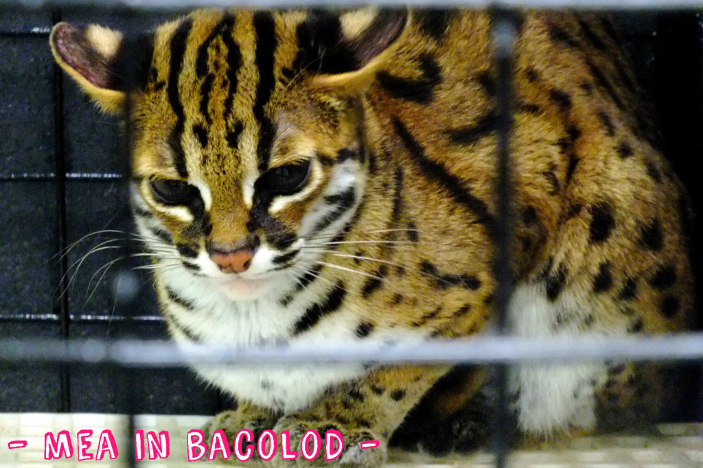 Zoofari 2016 - Mea in Bacolod 9