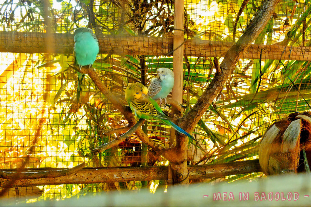 Love Birds a Plenty in Negros Occidental
