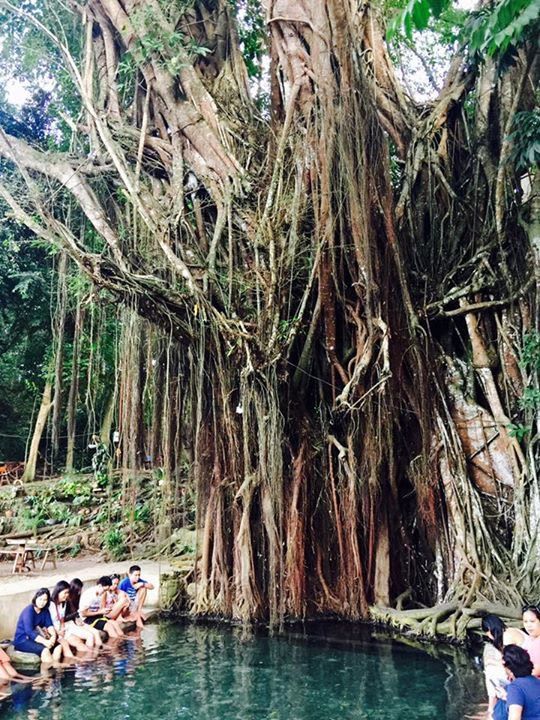Mea in Bacolod | Famous Tree in Siquijor